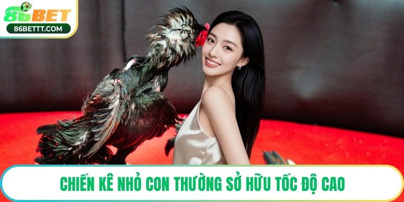Chiến kê nhỏ con thường sở hữu tốc độ cao