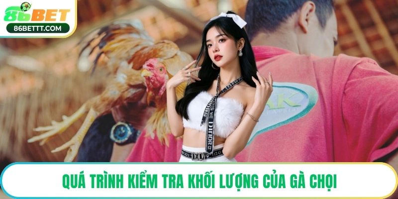 Quá trình kiểm tra khối lượng của gà chọi