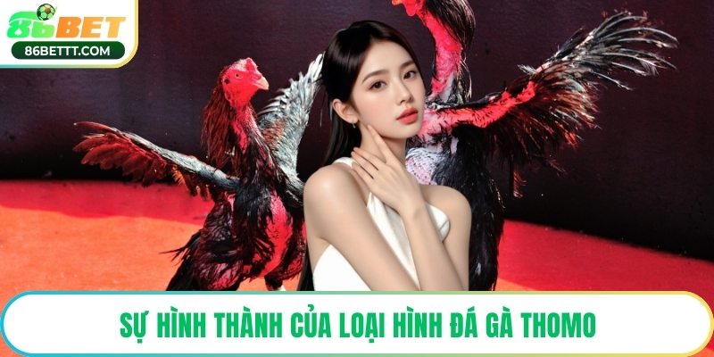 Sự hình thành của loại hình đá gà Thomo