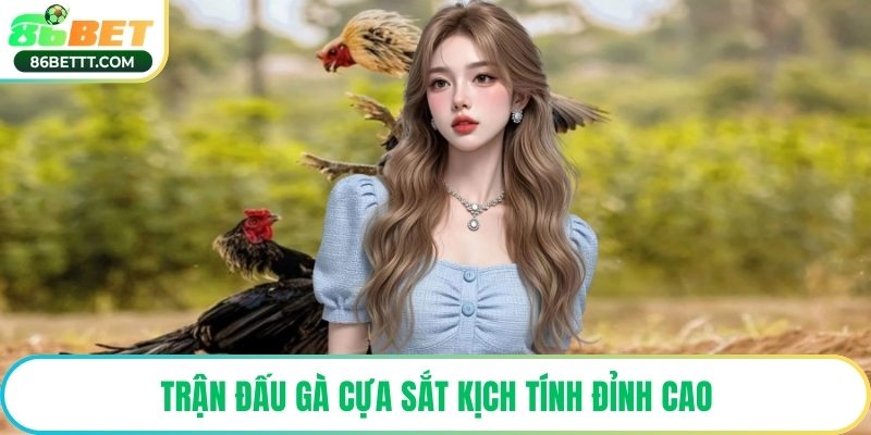 Trận đấu gà cựa sắt kịch tính đỉnh cao